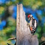 Faszinierende Welt der Vögel